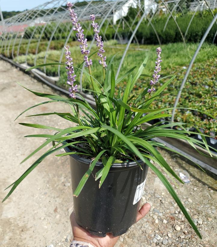 Liriope muscari 'Big Blue'