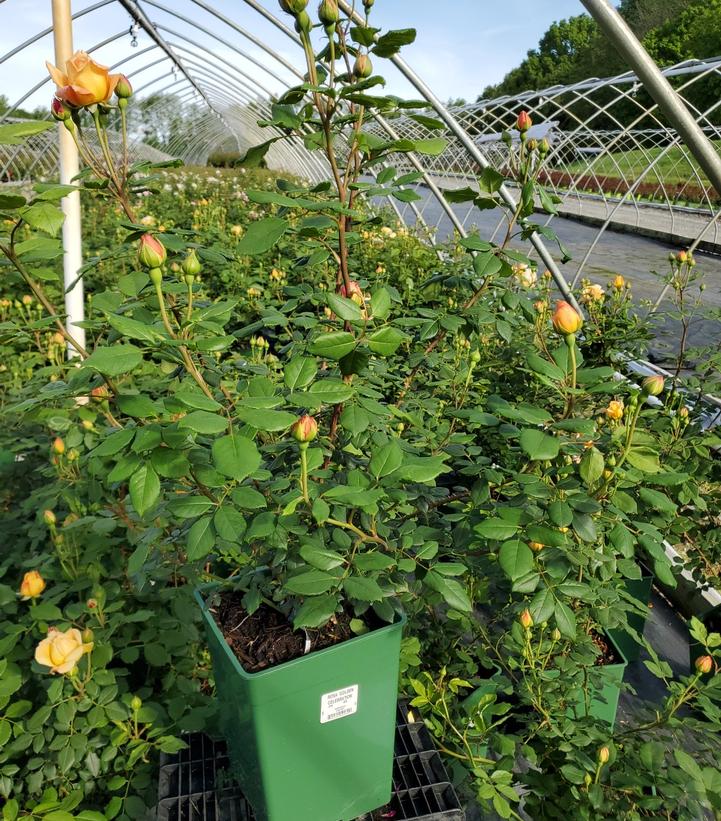 Rosa Golden Celebration®
