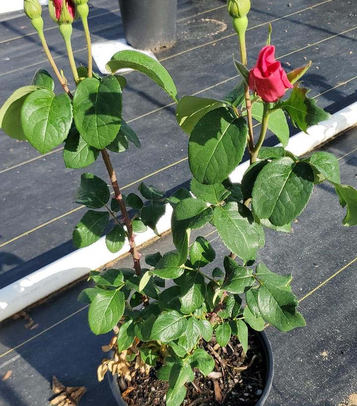 Rosa Perfume Delight