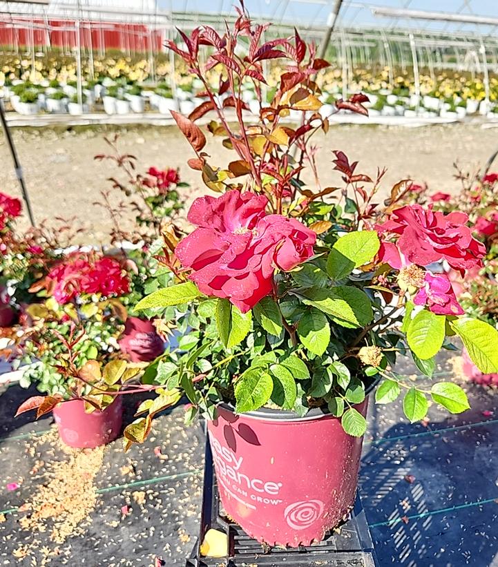 Rosa Easy Elegance® Como Park