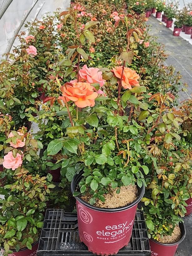 Rosa Easy Elegance® Sweet Fragrance