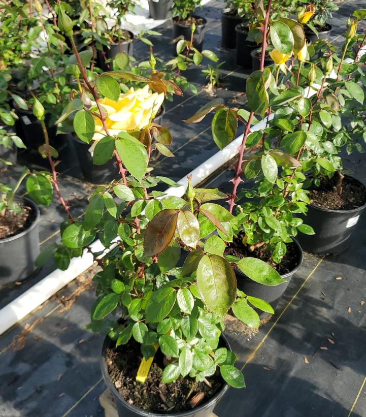 Rosa Oregold