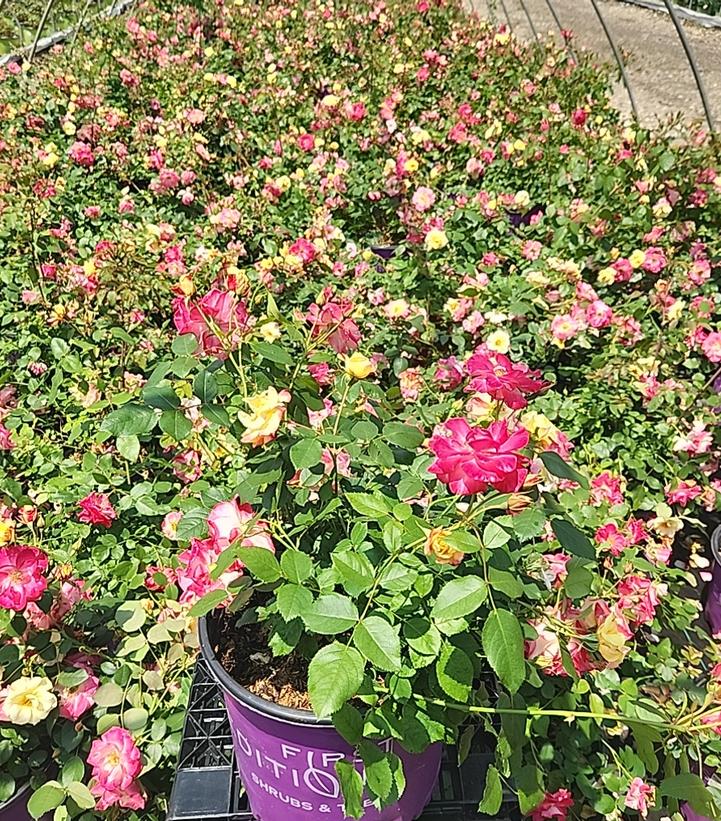 Rosa Campfire