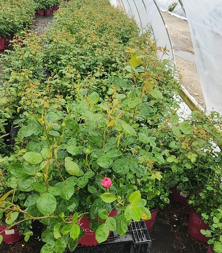 Rosa Easy Elegance® My Girl