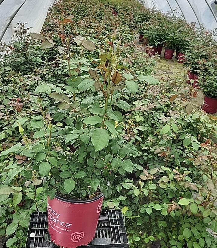 Rosa Easy Elegance® High Voltage