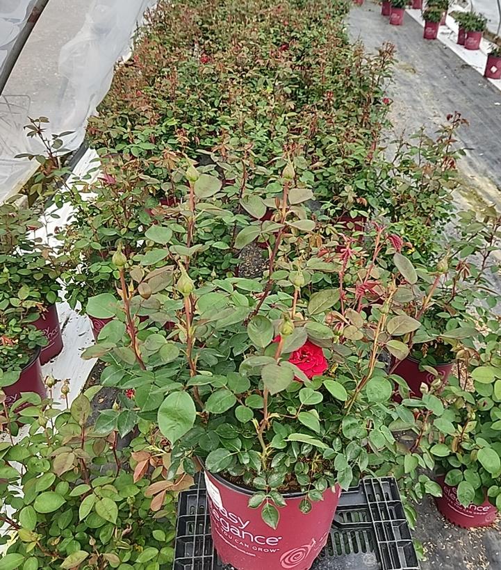 Rosa Easy Elegance® Kashmir