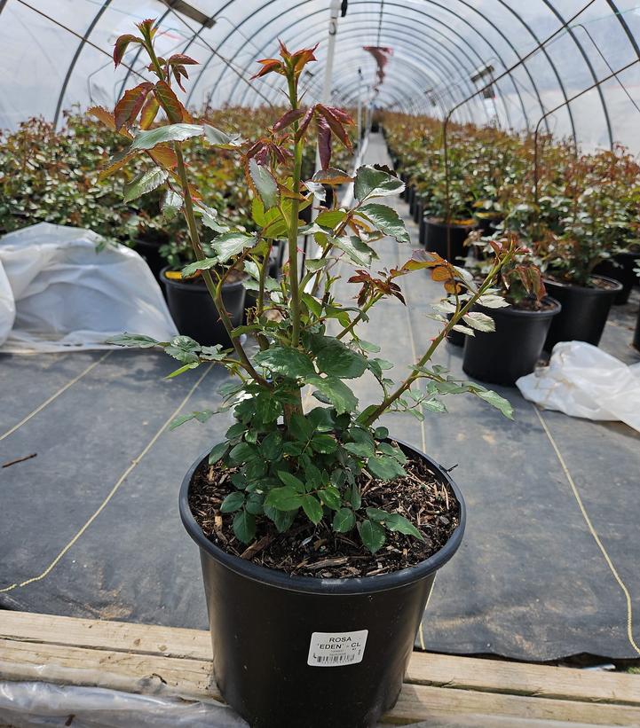 Rosa Eden Climber®