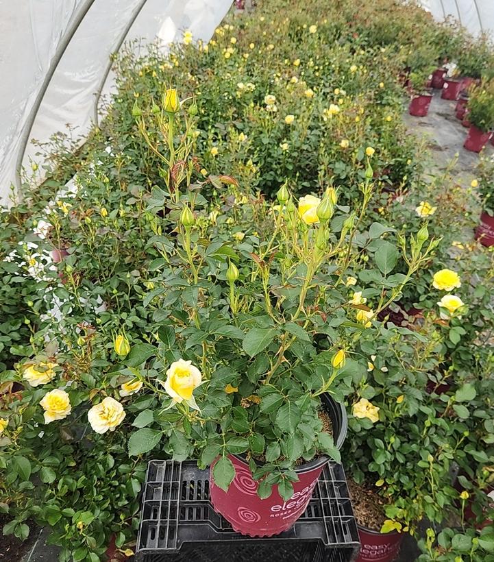 Rosa Easy Elegance® Yellow Submarine