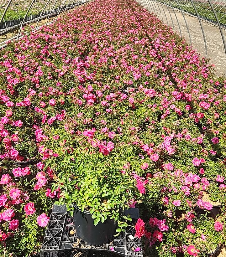 Rosa Flower Carpet Pink Supreme