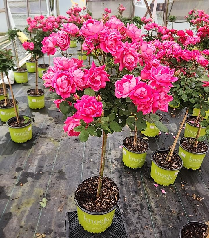 Rosa Knock Out® Double Pink Knock Out®