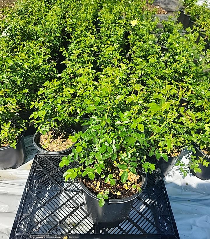 Rosa Flower Carpet- Yellow