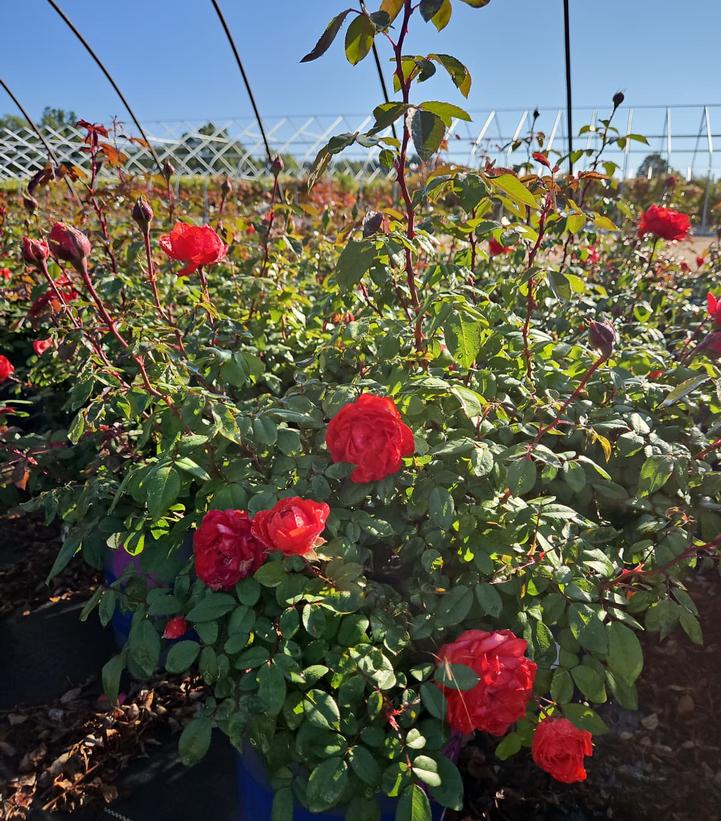 Rosa True Passion™