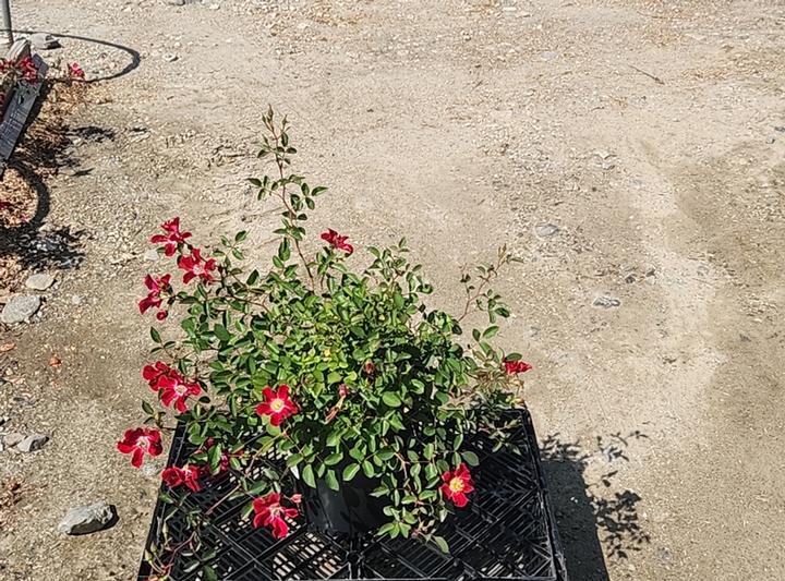 Rosa Flower Carpet- Red