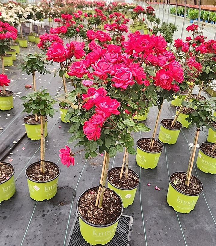 Rosa Knock Out® Double Knock Out®