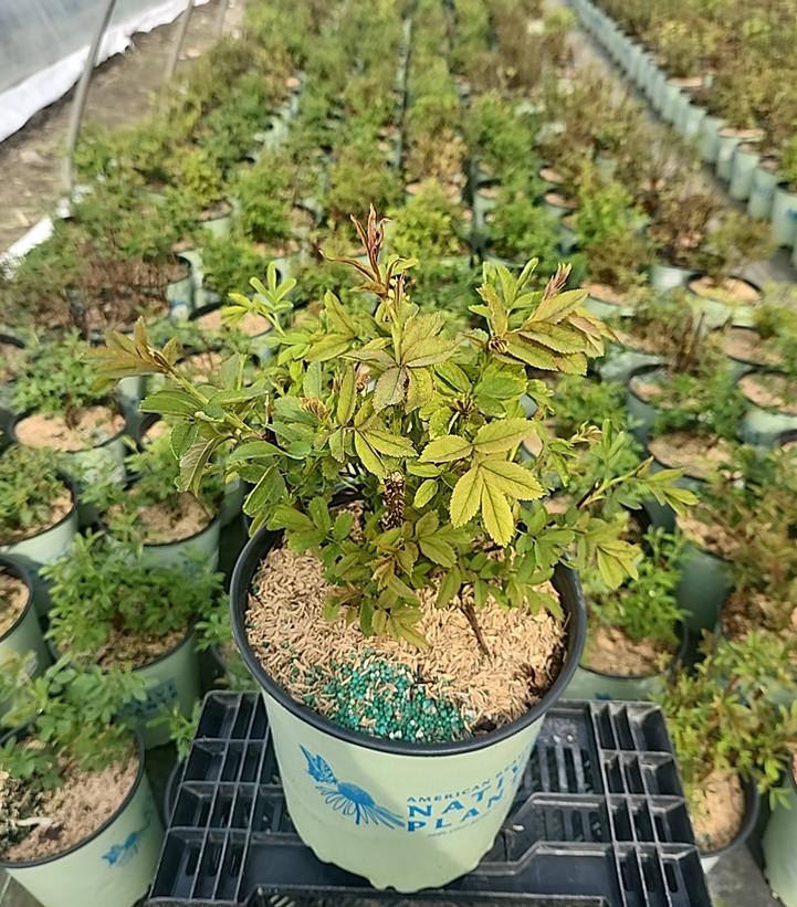 Rosa palustris 