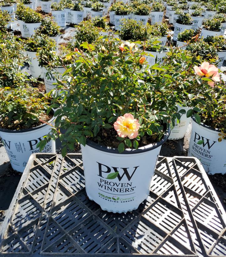 Rosa x Oso Easy Italian Ice®