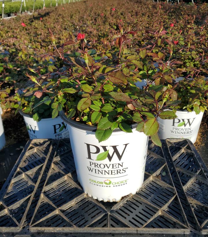 Rosa x Oso Easy Double Red®