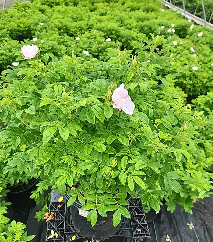 Rosa rugosa Snow Pavement