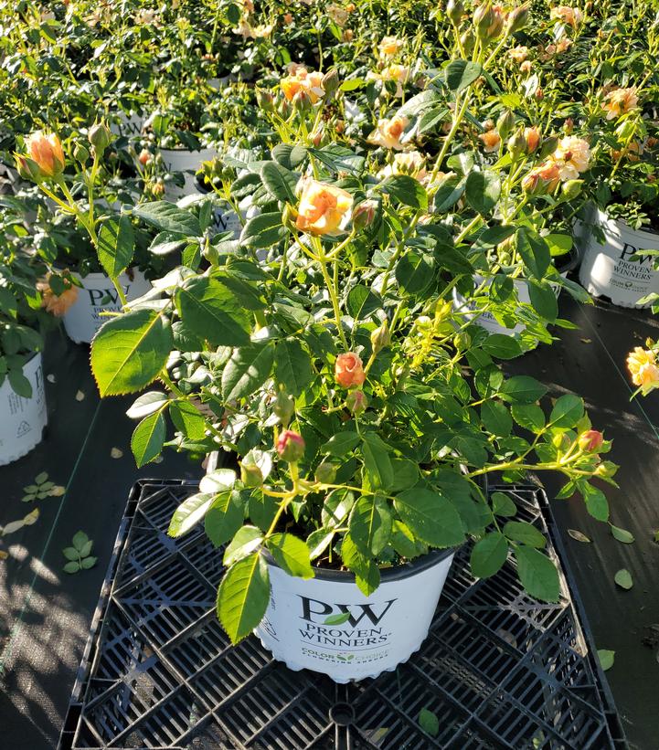 Rosa x At Last®