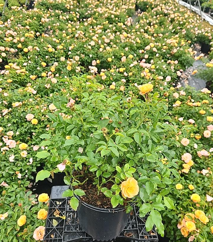 Rosa Flower Carpet Amber