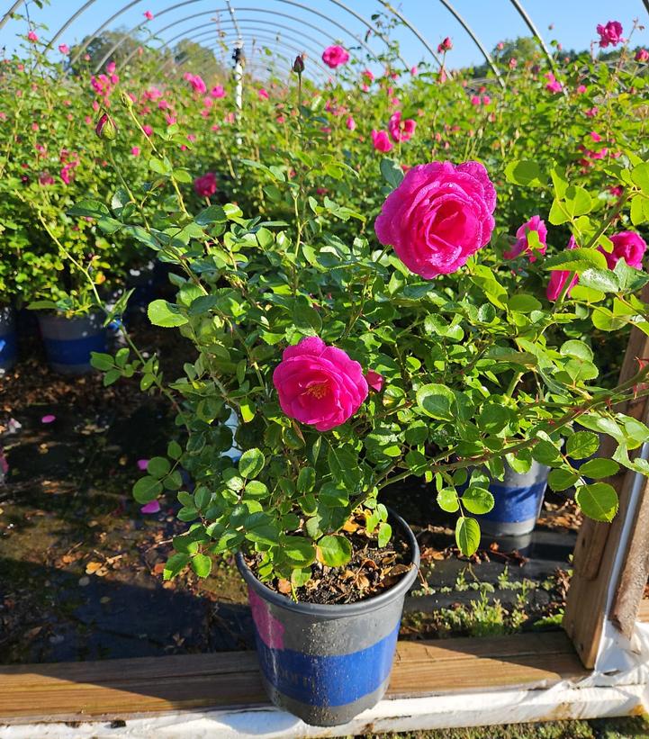 Rosa True Gratitude