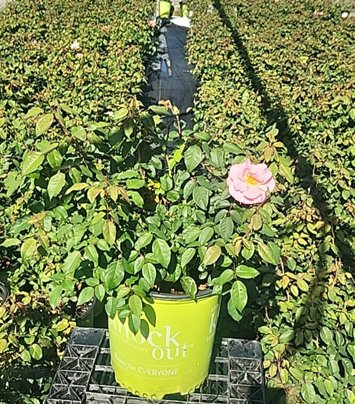 Rosa Knock Out® Peachy Knock Out®