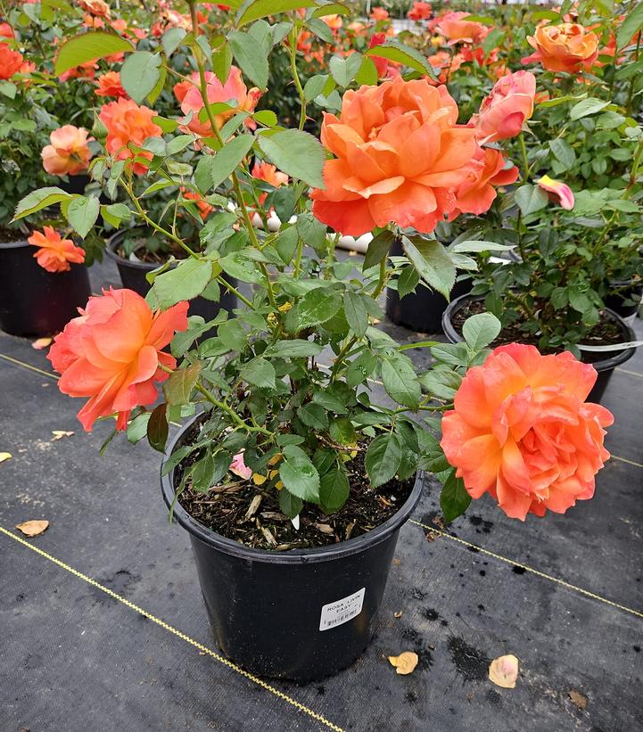 Rosa Easy-to-Love® Livin' Easy™