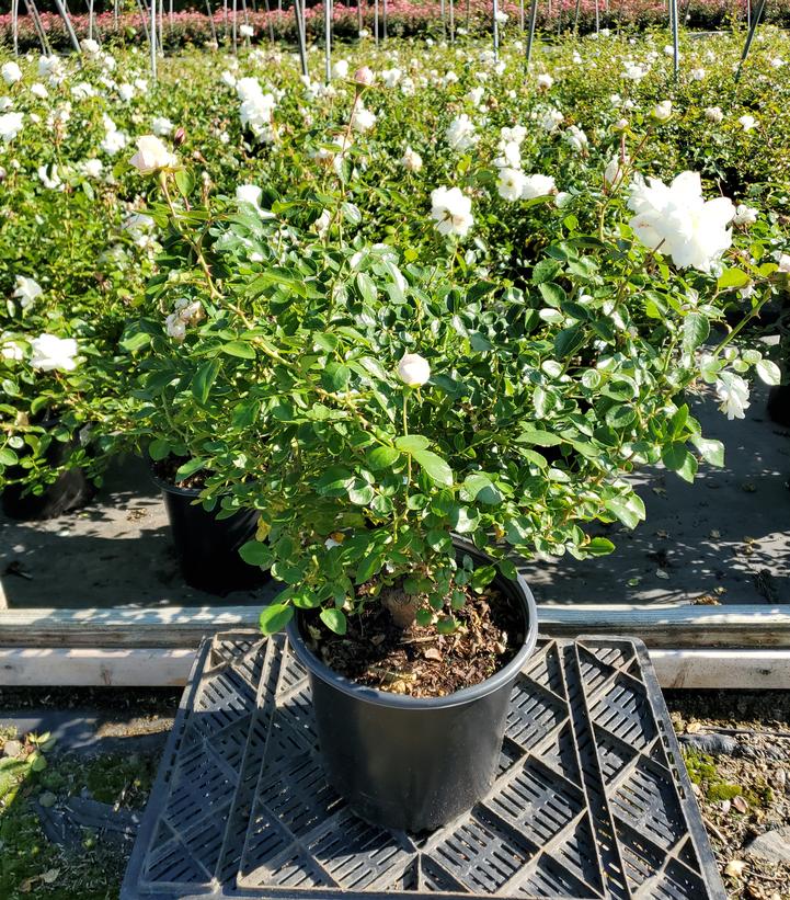 Rosa 'White Dawn'