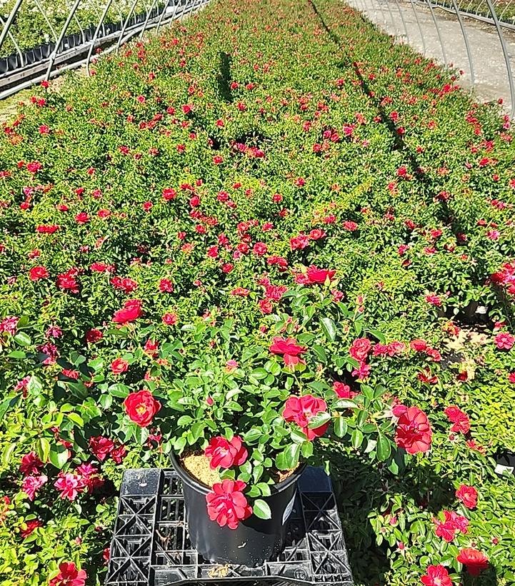 Rosa Flower Carpet Scarlet