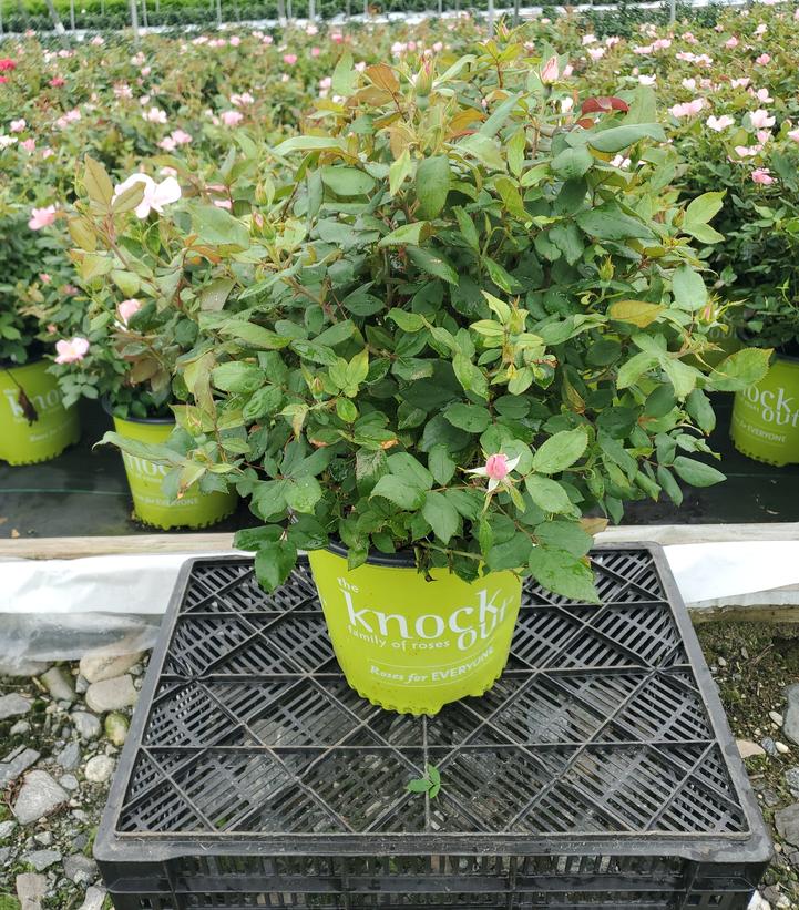 Rosa Knock Out® Blushing Knock Out®