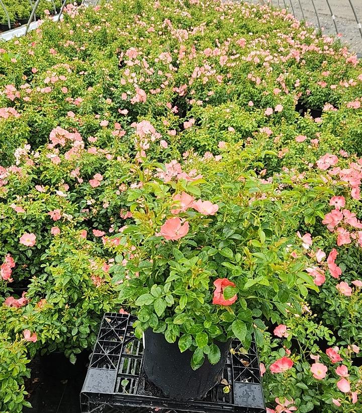 Rosa Flower Carpet- Coral