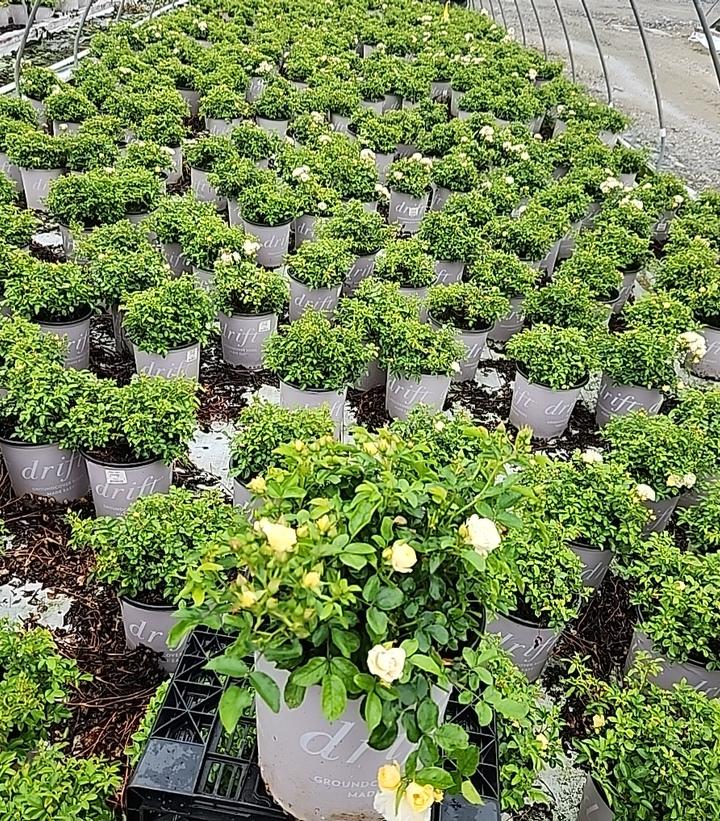 Rosa Popcorn Drift®