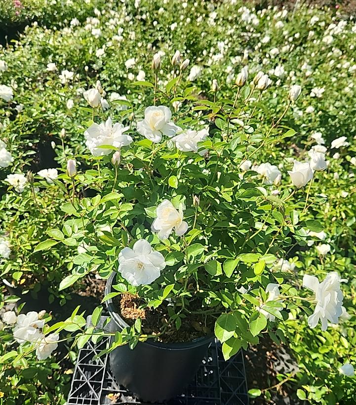 Rosa Iceberg