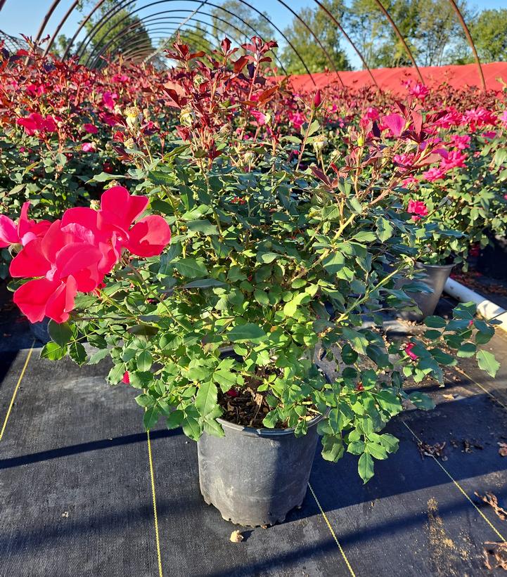 Rosa Miracle on the Hudson™