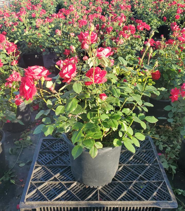 Rosa Blaze