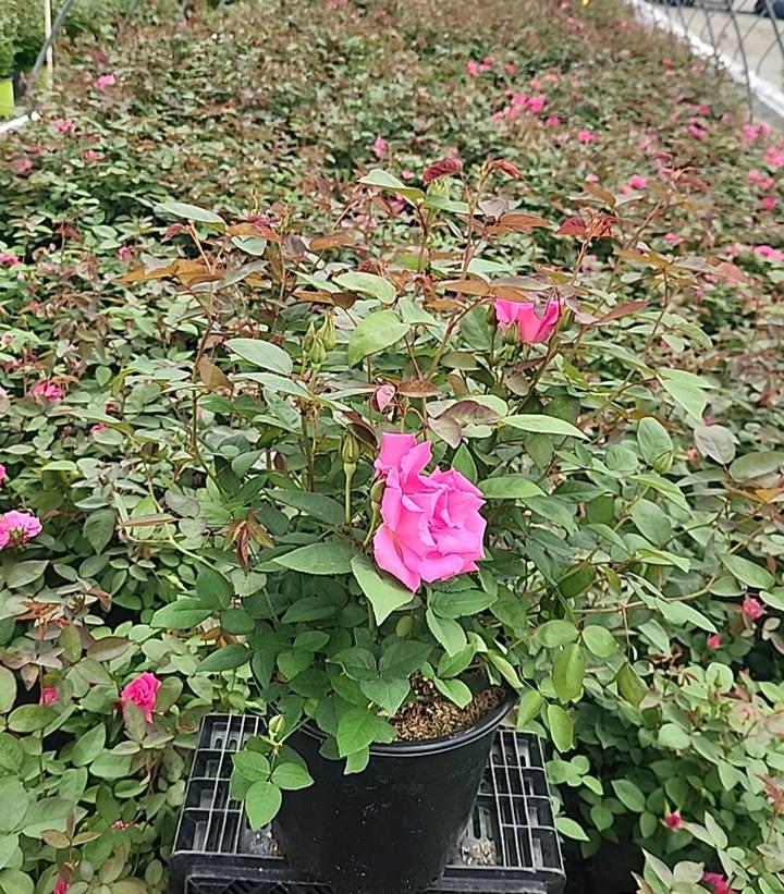 Rosa Zephirine Drouhin