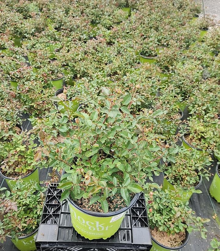 Rosa Knock Out® Coral Knock Out®