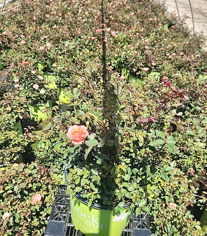 Rosa Knock Out® Coral Knock Out®