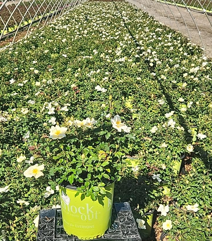 Rosa White Knock Out®