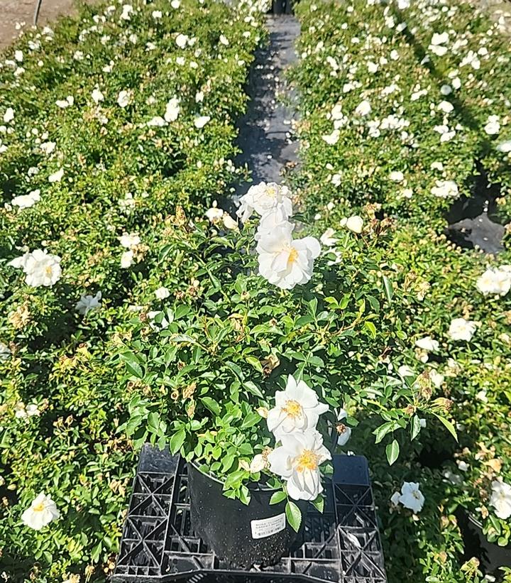 Rosa Flower Carpet- White