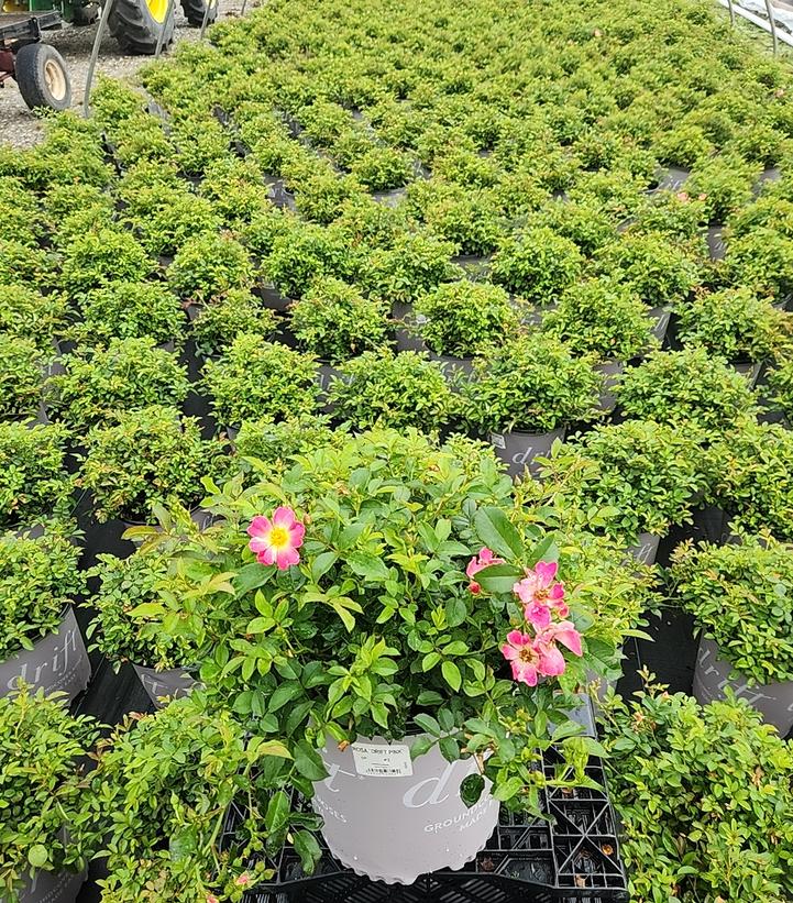 Rosa Pink Drift®