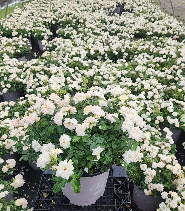 Rosa White Drift®