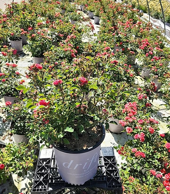 Rosa Coral Drift®