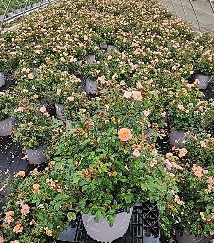 Rosa Apricot Drift®