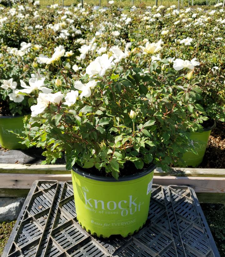 Rosa White Knock Out®