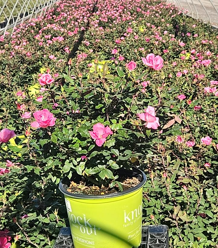 Rosa Knock Out® Pink Knock Out®