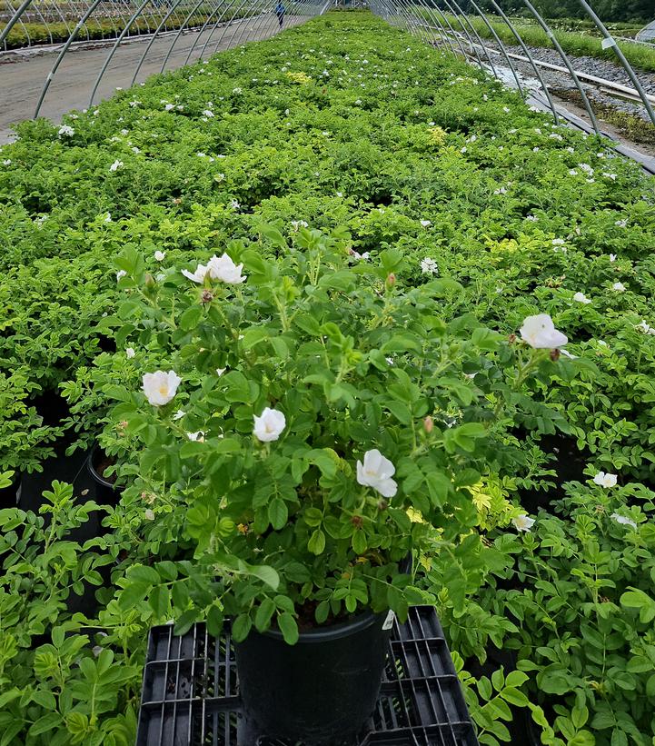 Rosa rugosa Alba