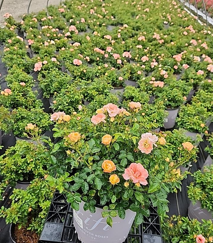 Rosa Peach Drift®
