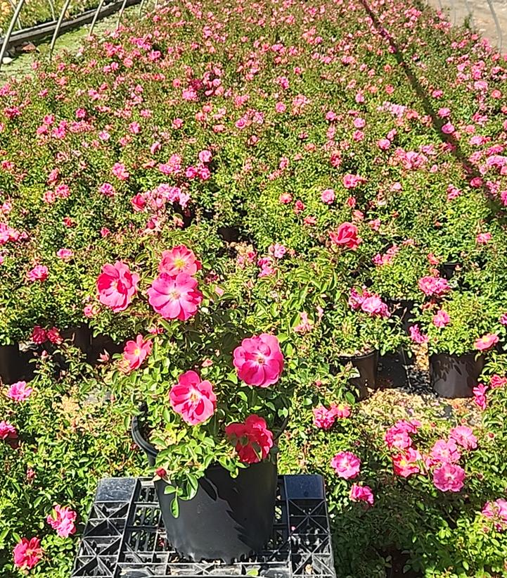 Rosa Flower Carpet- Pink