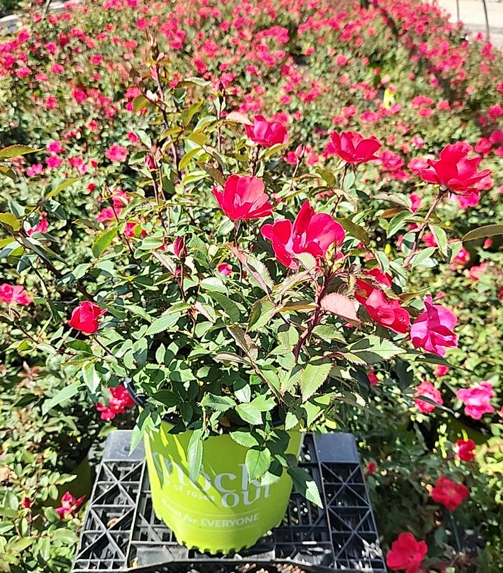 Rosa Knock Out® Knock Out®